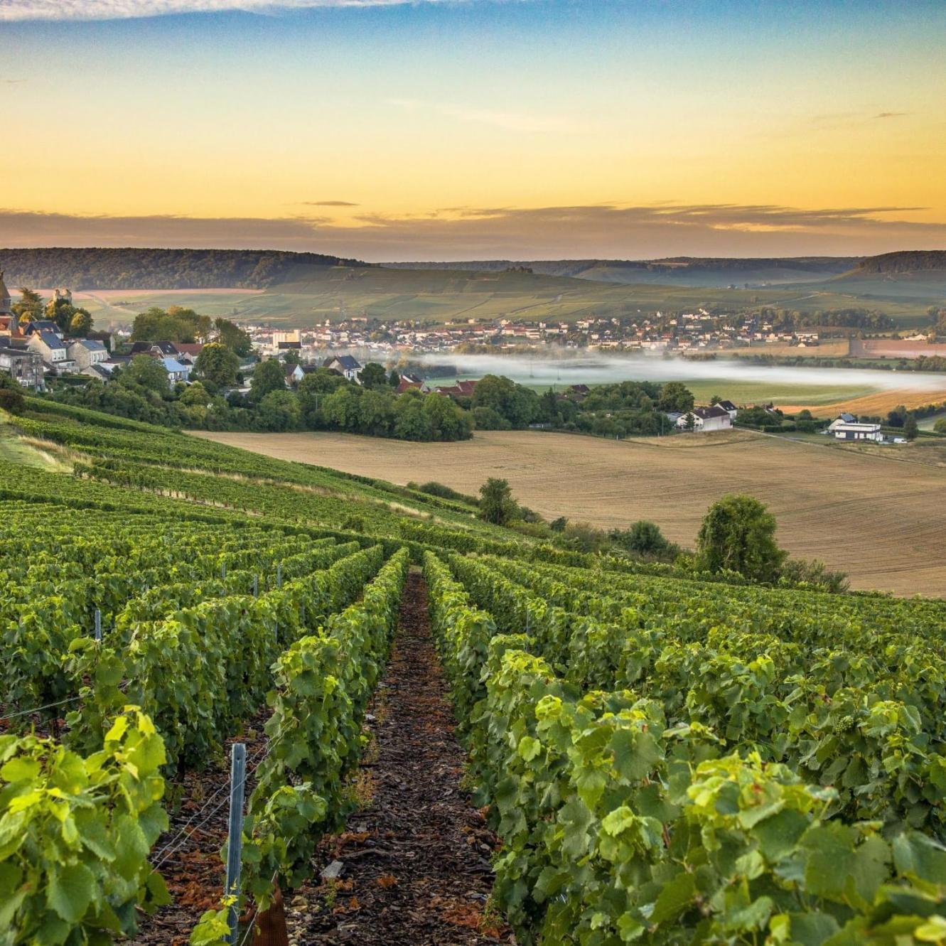 Les Bulles De Bonheur - Au Coeur Du Vignoble Champenois Leilighet Chouilly Eksteriør bilde